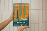 Redwood National Park Poster